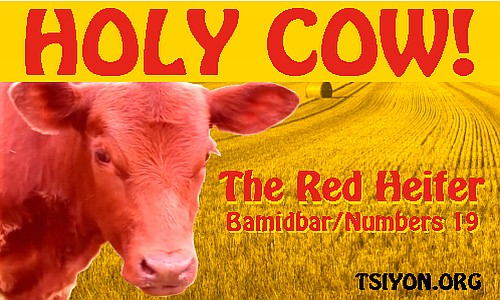 Holy cow - the red heifer